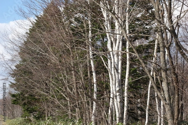 Fototapeta 春の森のテクスチャ