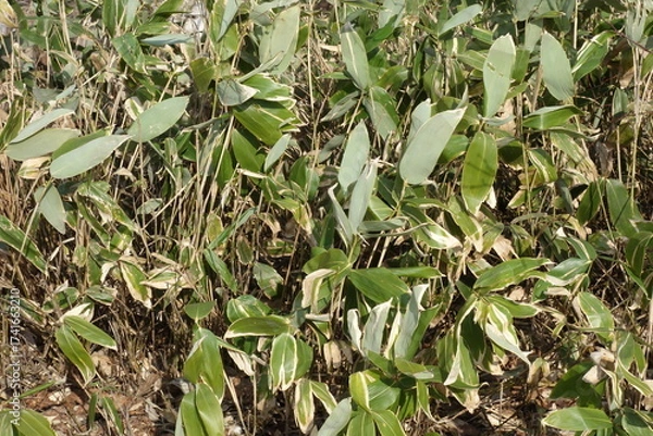 Fototapeta 春の森のテクスチャ