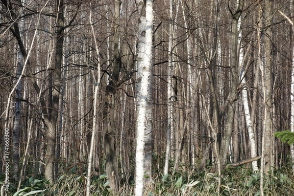 Fototapeta 春の森のテクスチャ