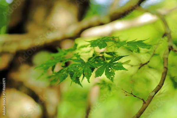 Fototapeta 岐阜県揖斐川町の緑色の紅葉