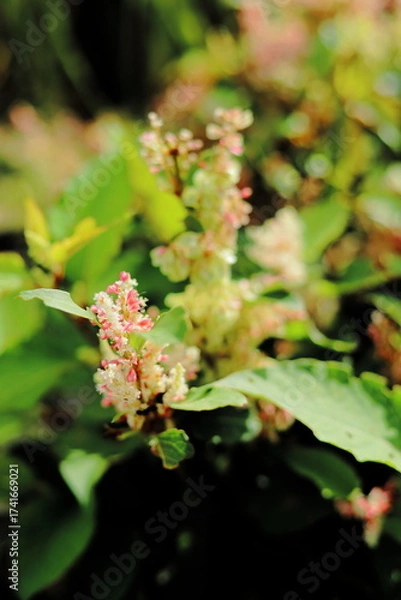 Obraz 岐阜県揖斐川町の小さいお花