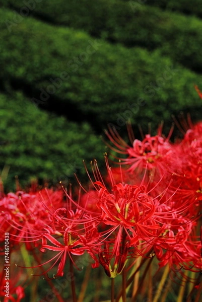 Obraz 岐阜県池田町の茶畑と赤の濃い彼岸花