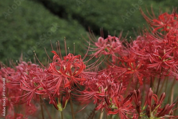 Obraz 岐阜県池田町の茶畑と彼岸花