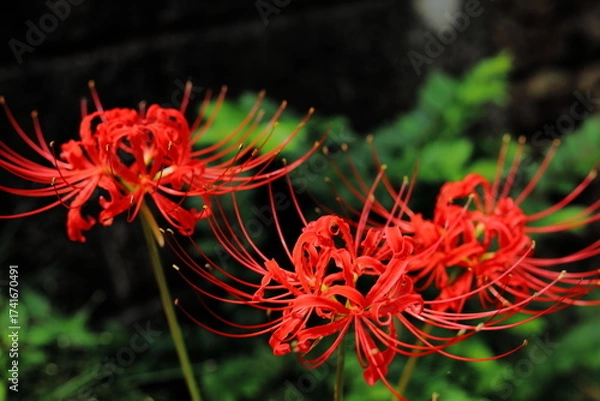 Obraz 岐阜県池田町の３本の彼岸花