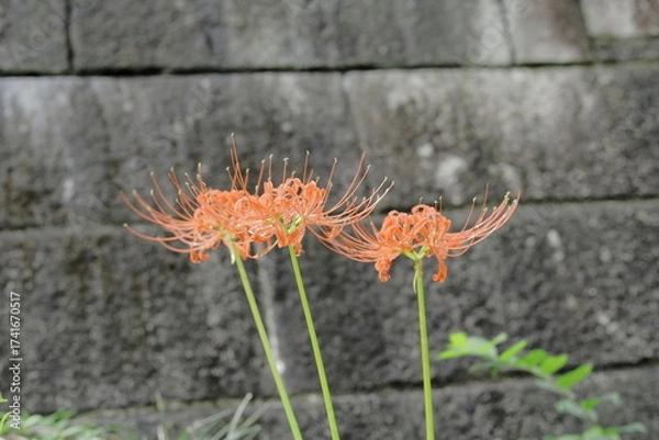 Obraz 岐阜県池田町の彼岸花とコンクリート