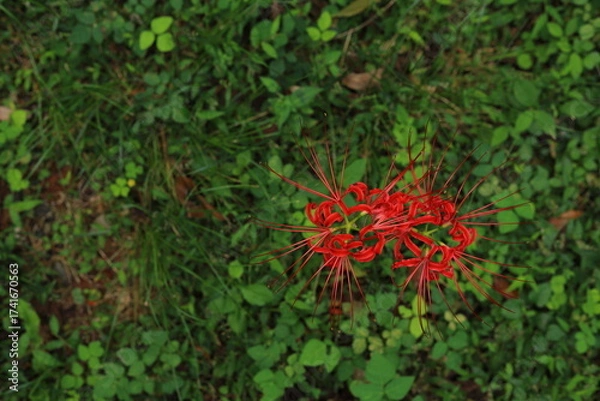 Obraz 岐阜県池田町の緑の地面と彼岸花