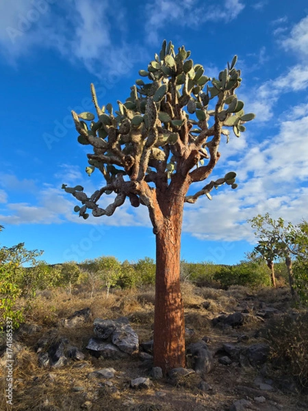 Obraz tree in the desert