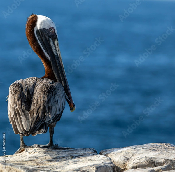 Obraz pelican on the beach