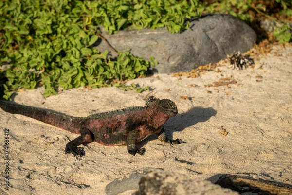 Obraz iguana in the grass