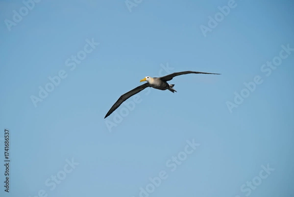 Obraz Albatross in flight