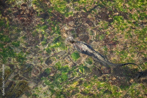 Obraz Iguana in ocean