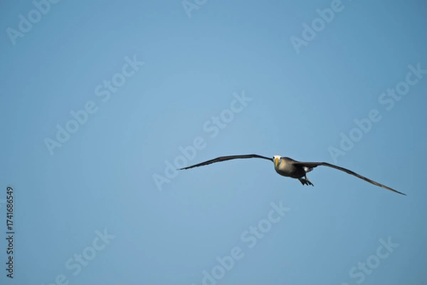 Obraz albatross flying 
