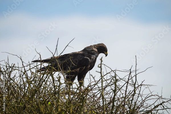Obraz Galapagos hawk 