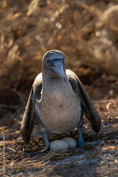 Obraz bird on the ground