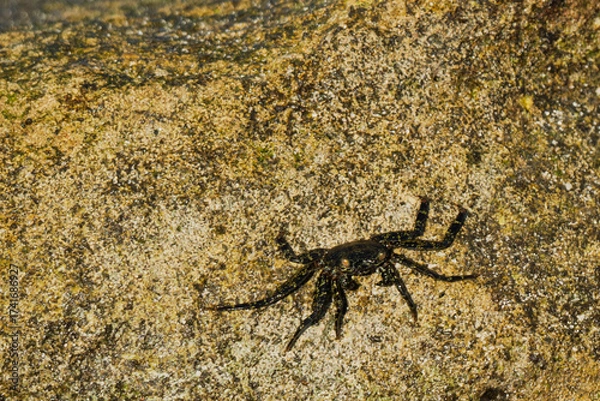 Obraz crab on rock