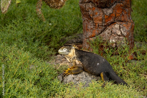 Obraz iguana on rocks