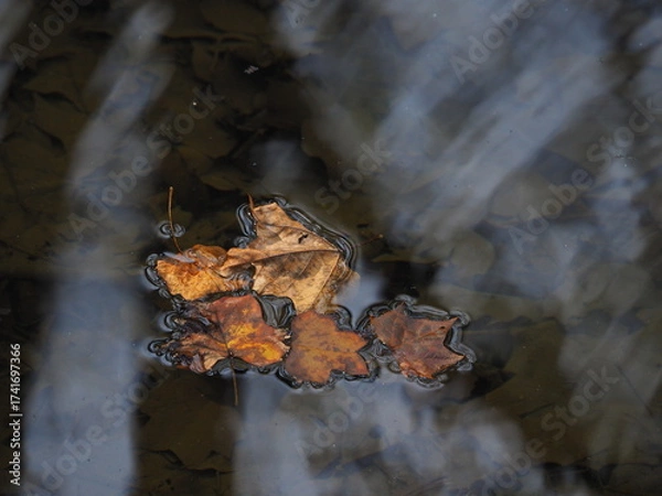 Obraz fallen leaves in water