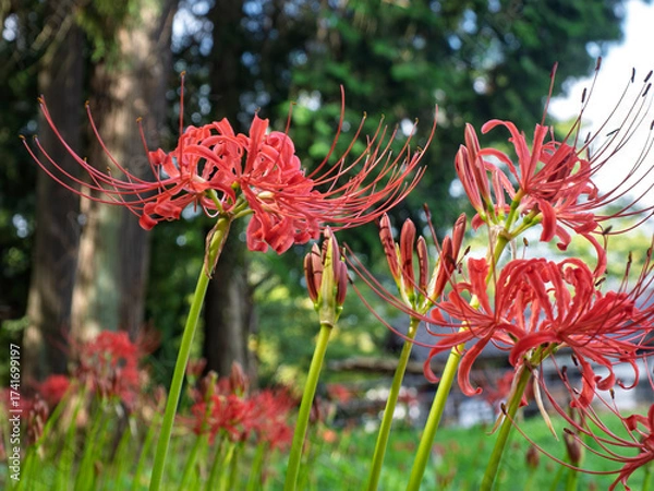 Obraz 森陰に咲く緋の彩り