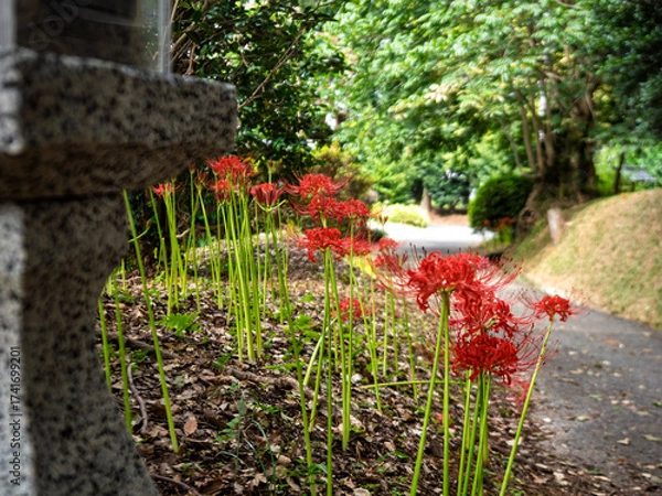 Fototapeta 田舎道を彩る彼岸花