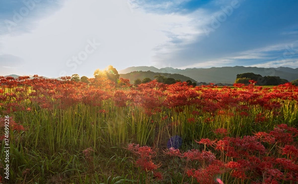 Fototapeta 山並みに輝く彼岸花の群生