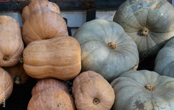 Fototapeta Colorful pumpkins displayed at a local market