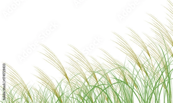 Fototapeta ススキ野原　ベクター