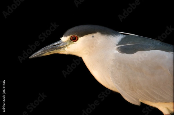 Obraz black crowned night heron
