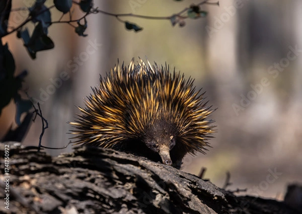 Fototapeta Wild short beaked Echidna or Spiny Anteater (Tachyglossus aculeatus) foraging for insects in the forrest around Perth, Western Australia