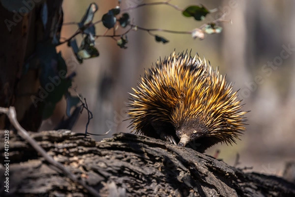 Fototapeta Wild short beaked Echidna or Spiny Anteater (Tachyglossus aculeatus) foraging for insects in the forrest around Perth, Western Australia