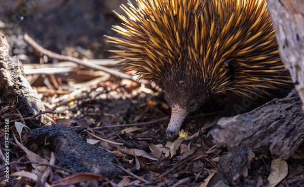 Fototapeta Wild short beaked Echidna or Spiny Anteater (Tachyglossus aculeatus) foraging for insects in the forrest around Perth, Western Australia