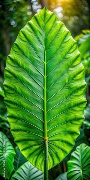 Fototapeta Large green leaf with thick veins and a rounded tip