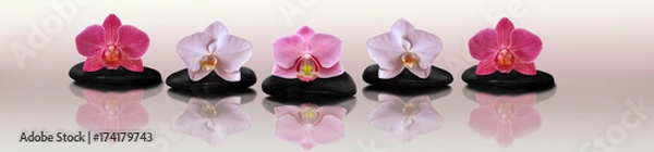 Fototapeta Orchid on the rocks