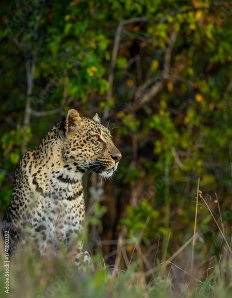Fototapeta Leopard in grass surveying savanna with calm gaze