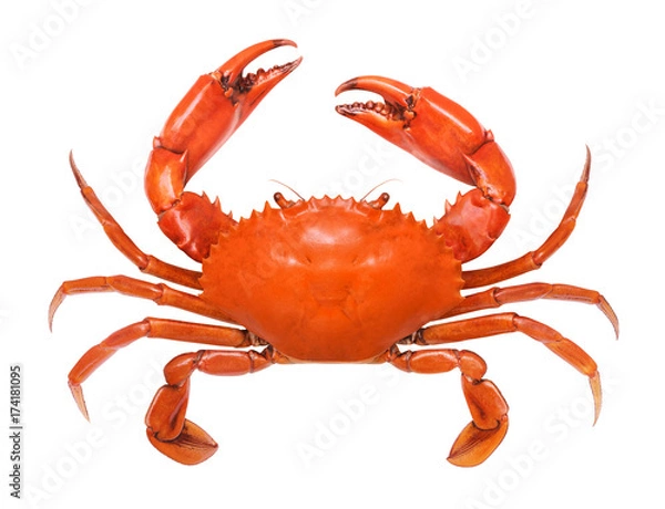 Obraz Crab isolated on white background.