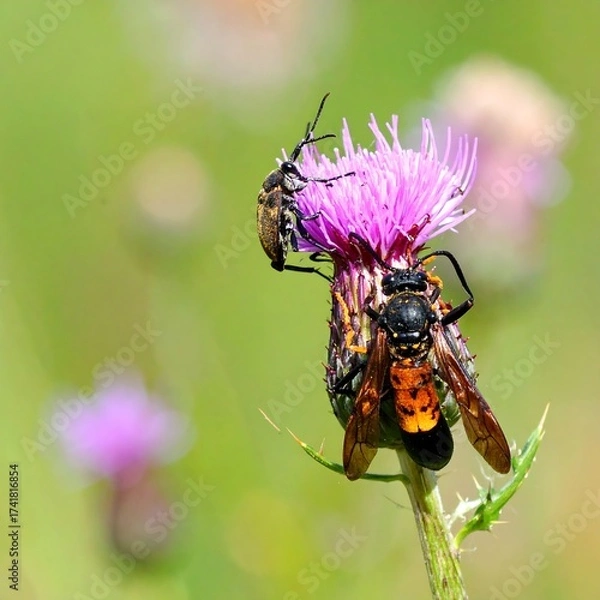 Fototapeta Two insects on a thistle