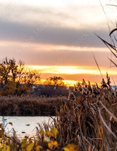 Fototapeta Golden sunset over a tranquil marsh with reeds