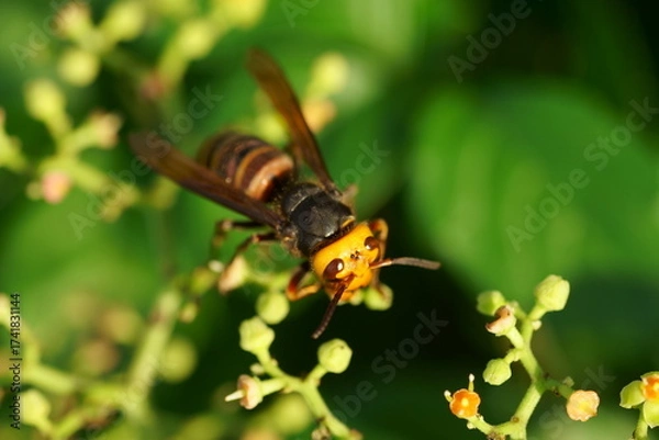 Obraz ヤブガラシの蜜を吸うスズメバチ