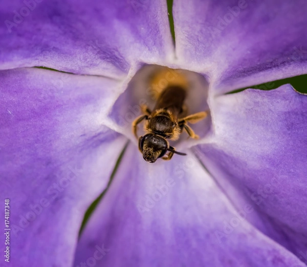 Obraz Bee sheltering in Periwinkle flower