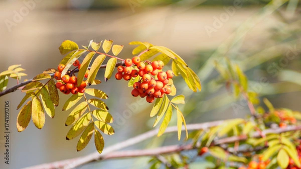Fototapeta A rowan branch with orange berries on a sunny autumn day
