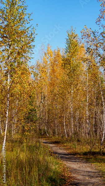 Fototapeta A birch path with yellowed leaves on a sunny autumn day