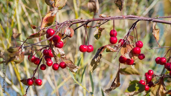 Fototapeta A branch of wild apple with red berries on a sunny autumn day