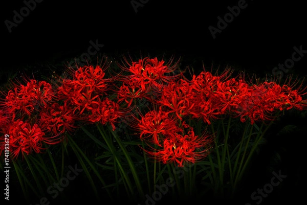 Obraz 美しい彼岸花の華の景色