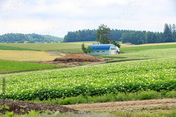 Fototapeta Countryside Composition: Blooming Potato Field and Blue-Roofed Shed Framed by Forest Horizon