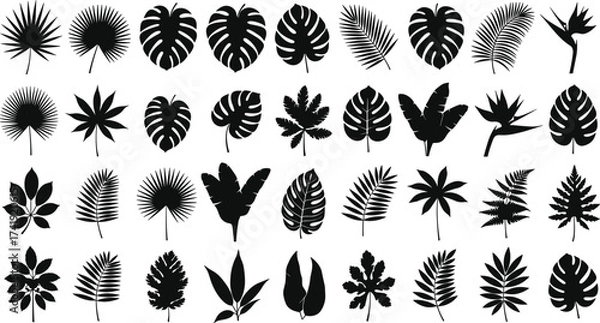 Obraz Black tropical exotic leaf silhouettes collection with palm, monstera, banana, fern, jungle foliage botanical vector set isolated on white background