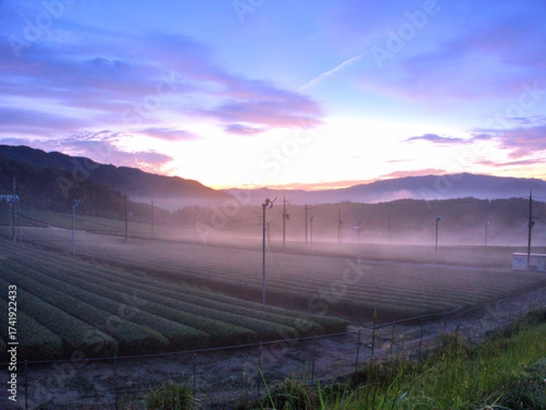 Fototapeta 京都府南部・宇治田原町の朝霧に包まれた茶畑の日の出の風景