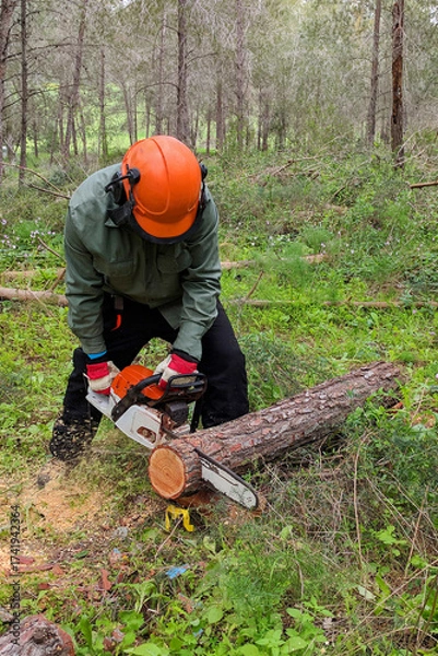Obraz Lumberjack cutting pine tree in forest. Lumberjack logger worker in protective gear cutting firewood timber tree in pine forest with chainsaw
