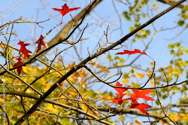 Obraz Autumn oak tree covered with red leaves in the Volksgarten park in Düsseldorf, Germany