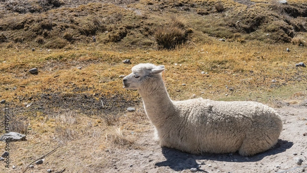 Fototapeta The white llama is lying on the ground, resting. Profile view. Scant yellowed grass on the soil. Peru. The highlands of the Andes.