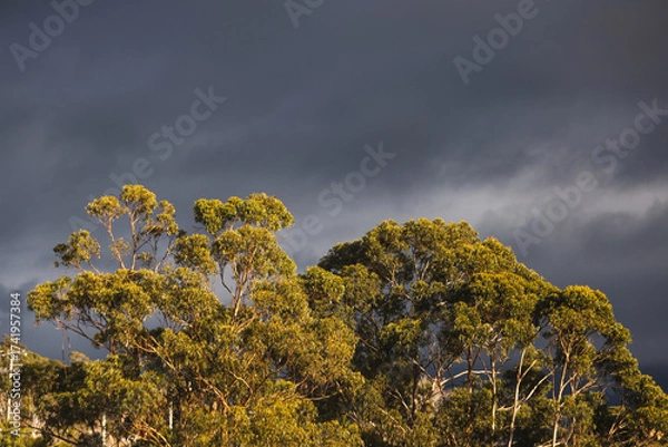 Fototapeta eucalyptus gum trees in sunlight with stormy dark clouds behind