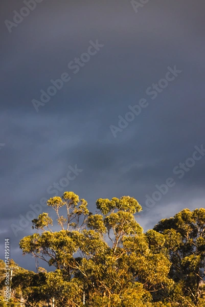 Fototapeta eucalyptus gum trees in sunlight with stormy dark clouds behind